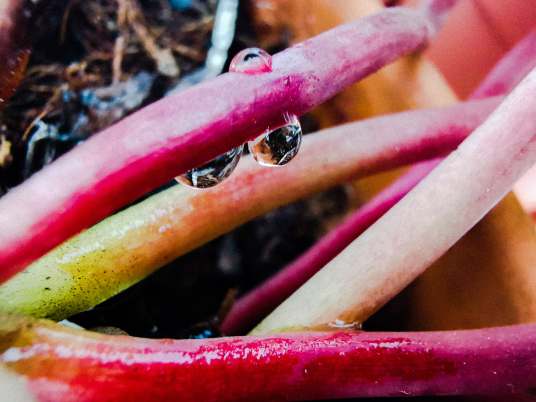 92216032_206398967447697_5926137536480018432_n